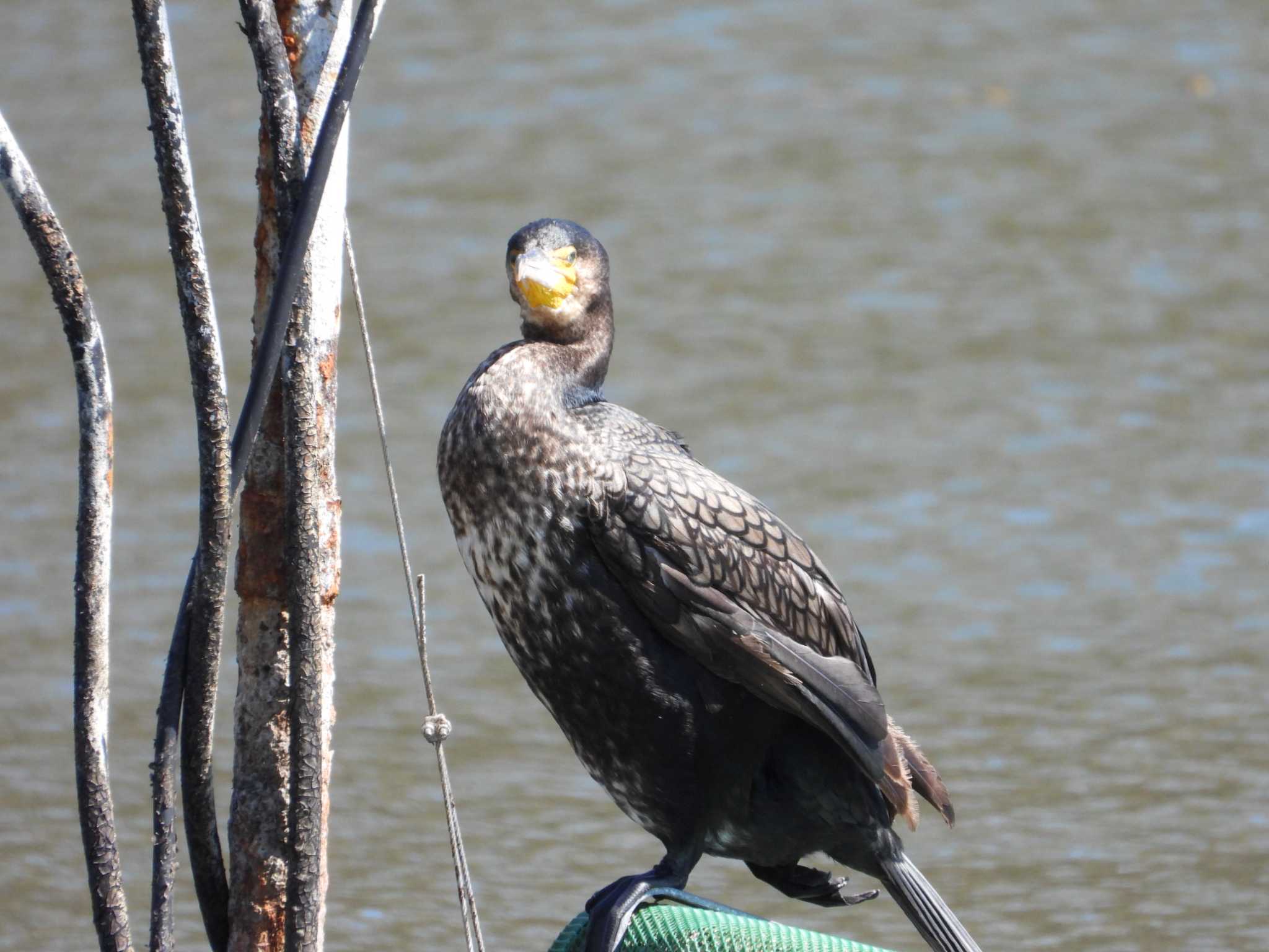 Great Cormorant