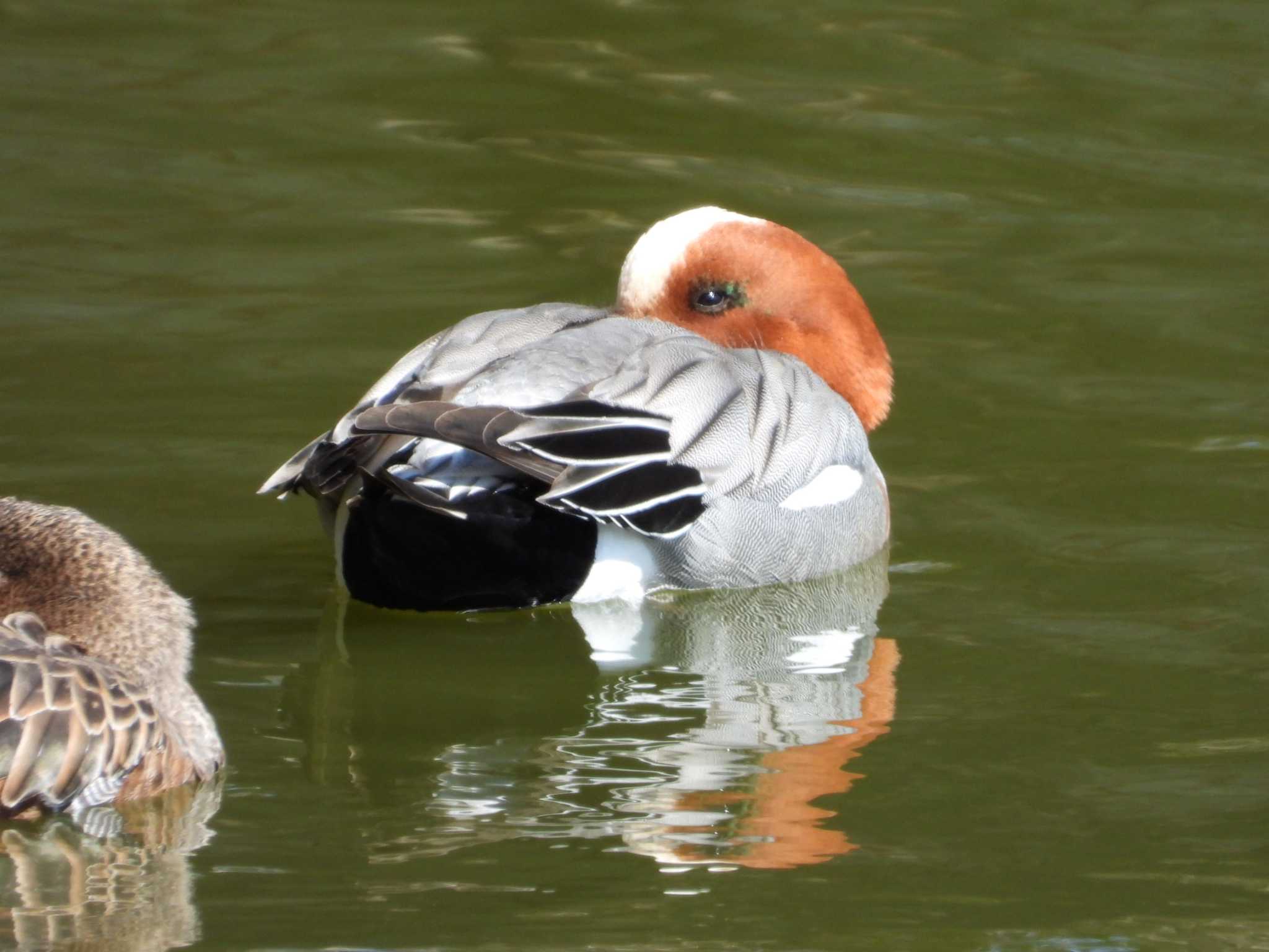 Eurasian Wigeon