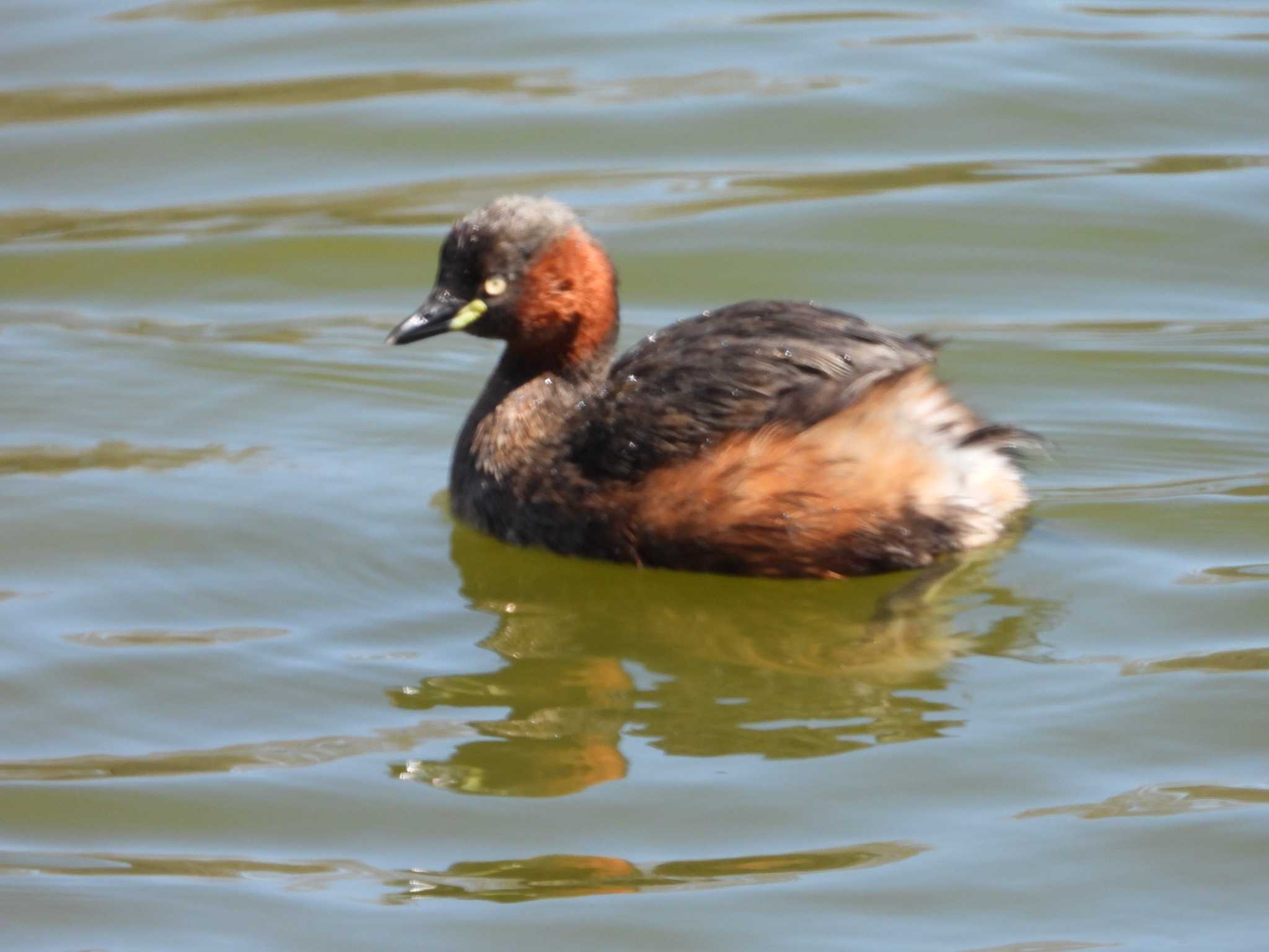 Little Grebe