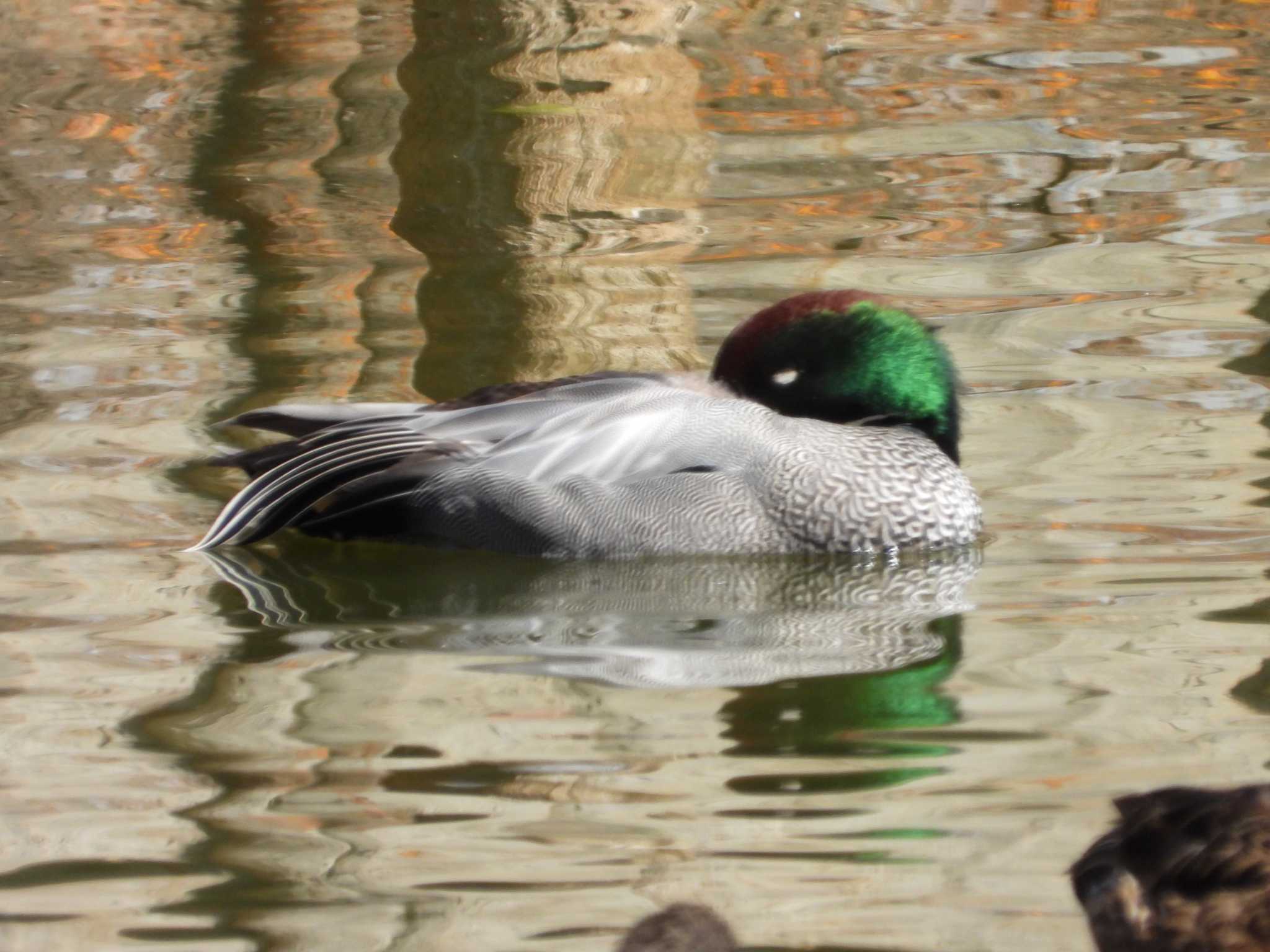 Falcated Duck