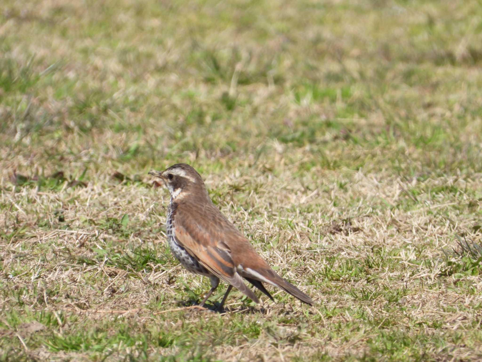 Dusky Thrush