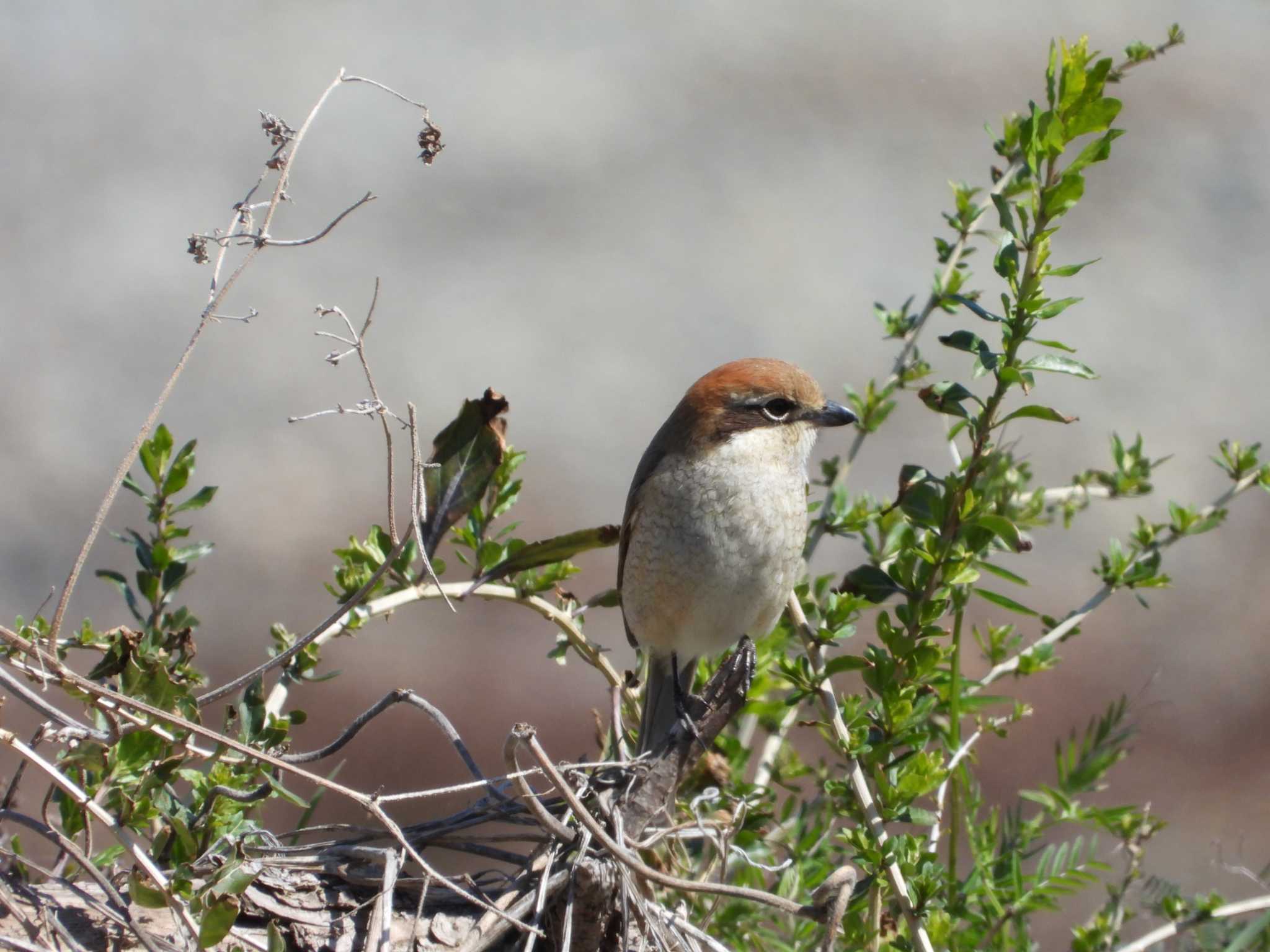 Bull-headed Shrike