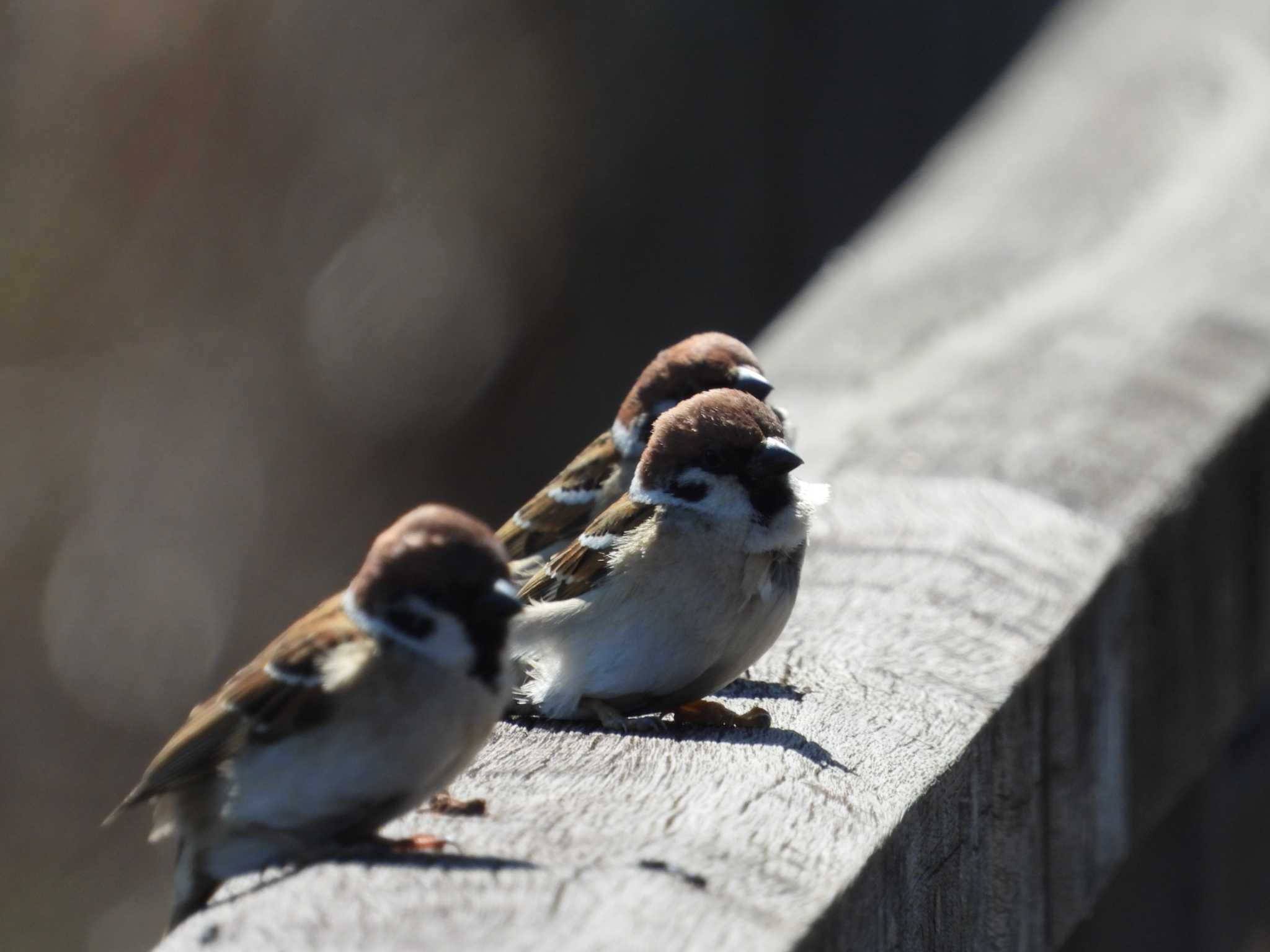 Eurasian Tree Sparrow