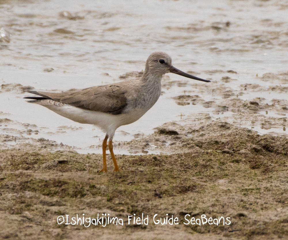 Photo of Terek Sandpiper at Ishigaki Island by 石垣島バードウオッチングガイドSeaBeans