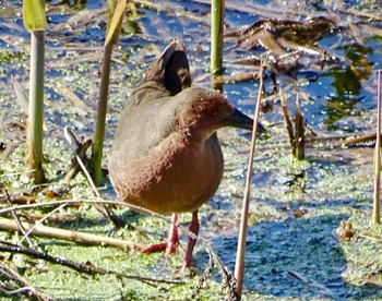 Ruddy-breasted Crake 境川遊水地公園 Sat, 3/9/2024