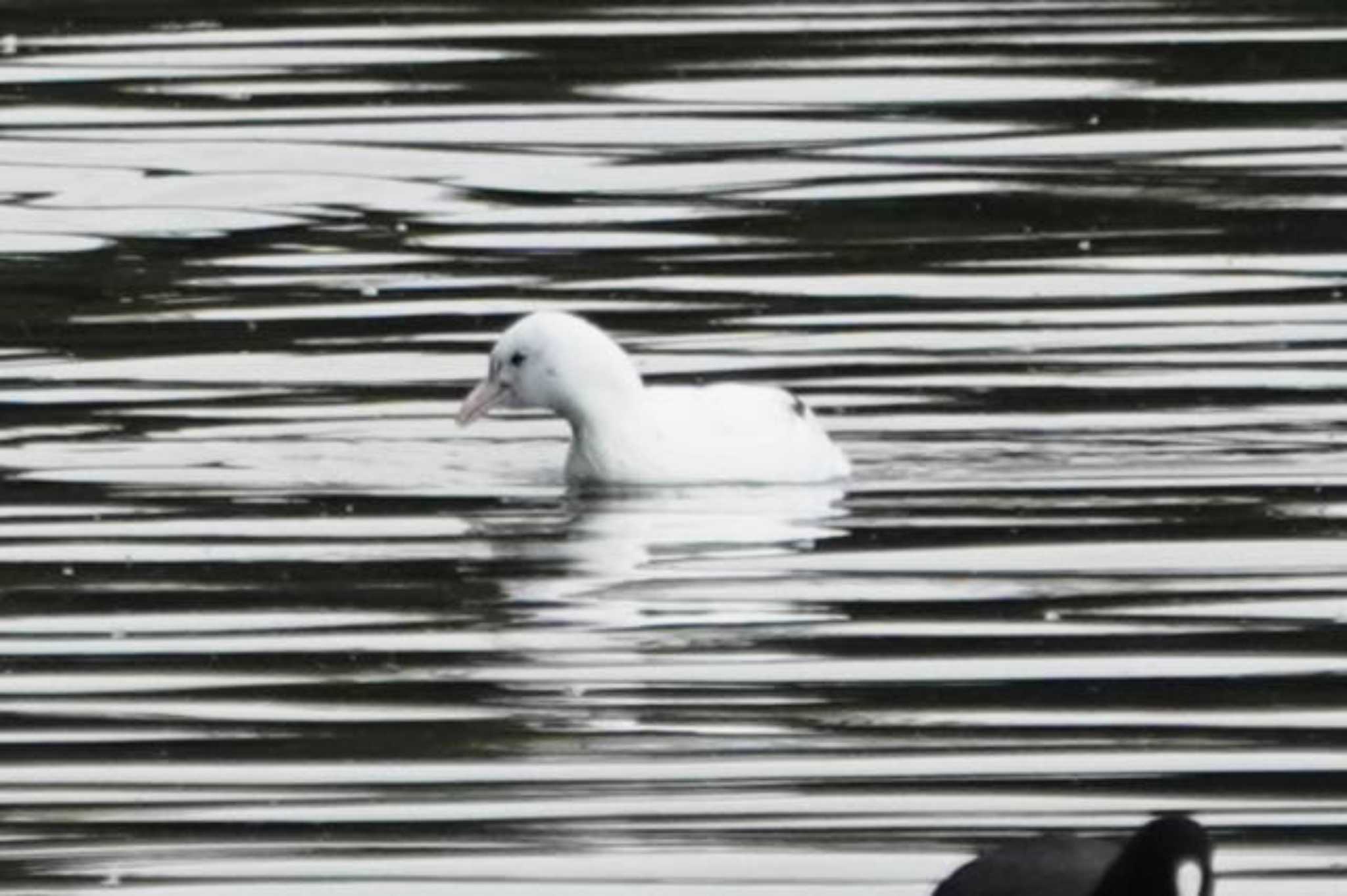 Eurasian Coot