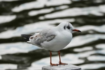 Black-headed Gull 大濠公園 Sat, 3/9/2024