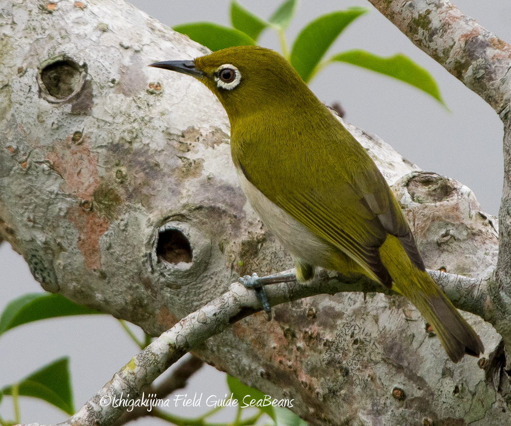 Japanese White-eye(loochooensis)