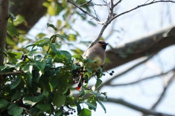 Japanese Waxwing 大濠公園 Sat, 3/9/2024