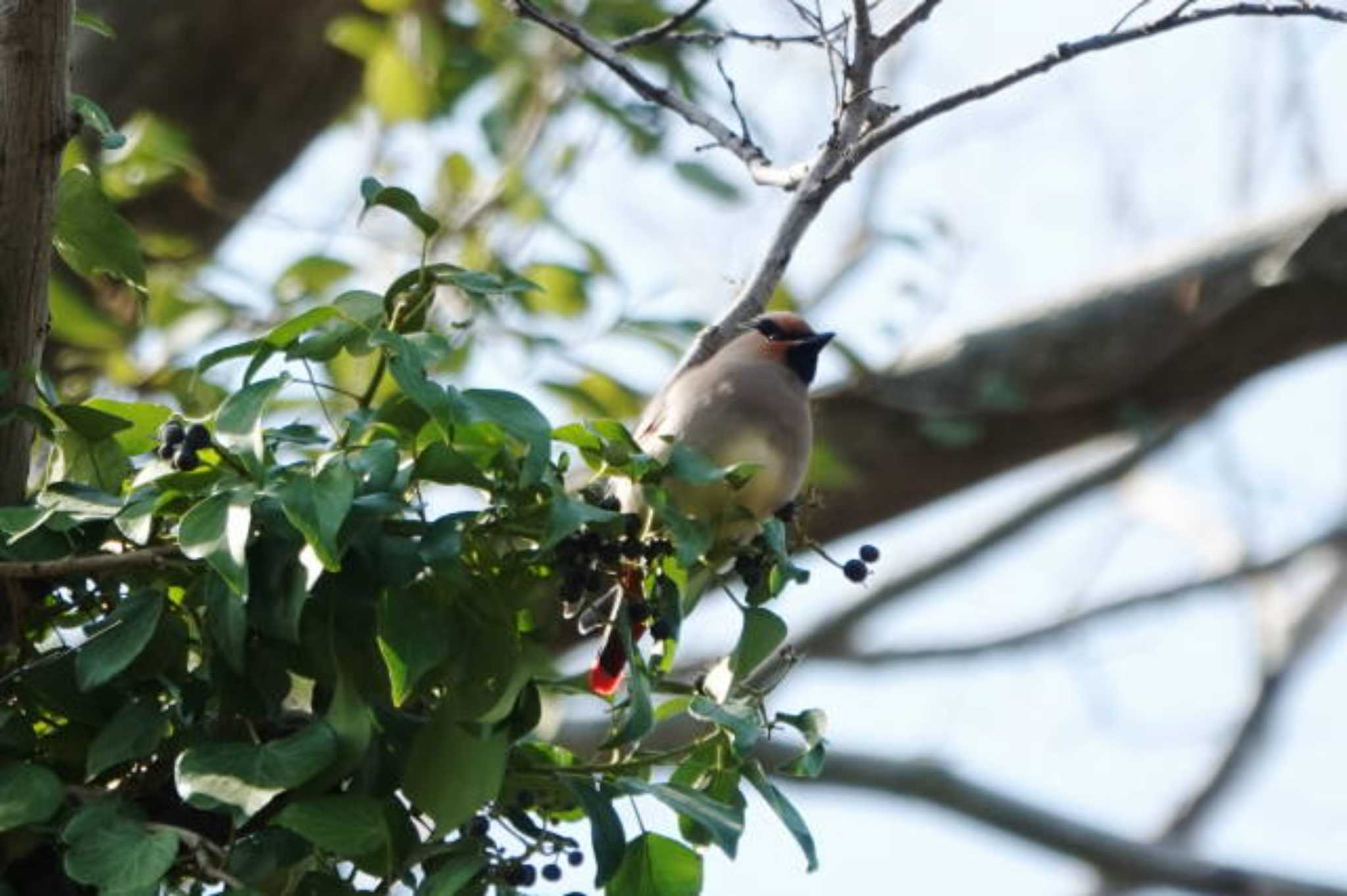 Japanese Waxwing