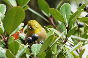 Warbling White-eye 大濠公園 Sat, 3/9/2024