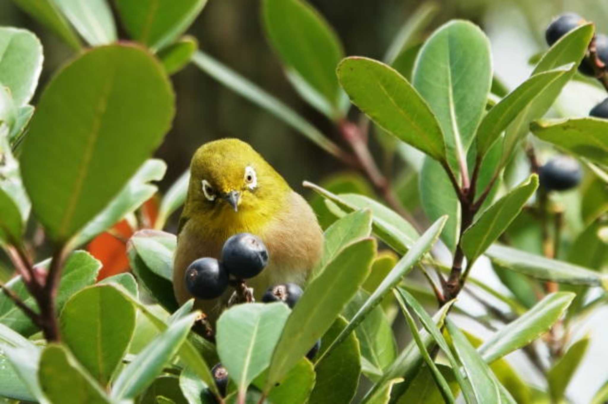 Warbling White-eye