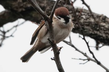 Eurasian Tree Sparrow 大濠公園 Sat, 3/9/2024
