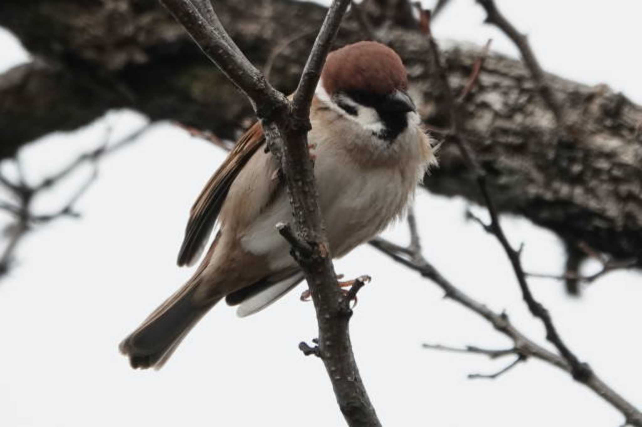 Eurasian Tree Sparrow