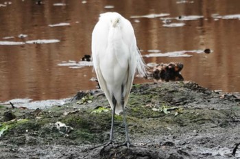 Little Egret 大濠公園 Sat, 3/9/2024