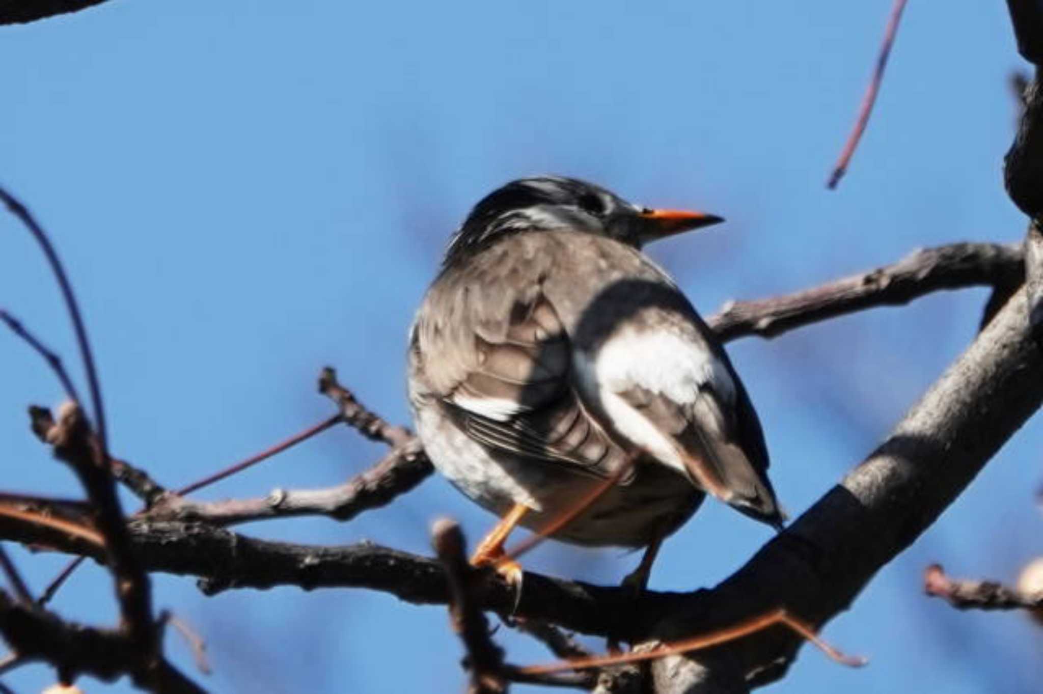 White-cheeked Starling