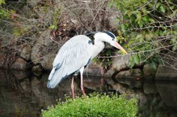 Grey Heron 大濠公園 Sat, 3/9/2024