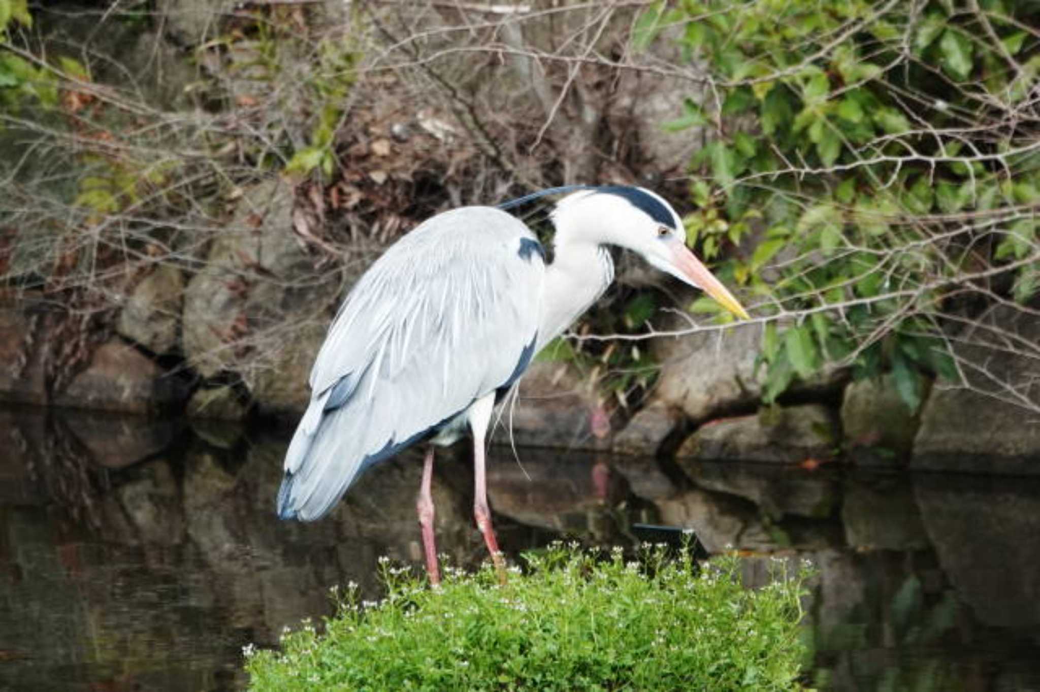 Grey Heron