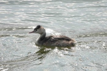 カンムリカイツブリ 大濠公園 2024年3月9日(土)