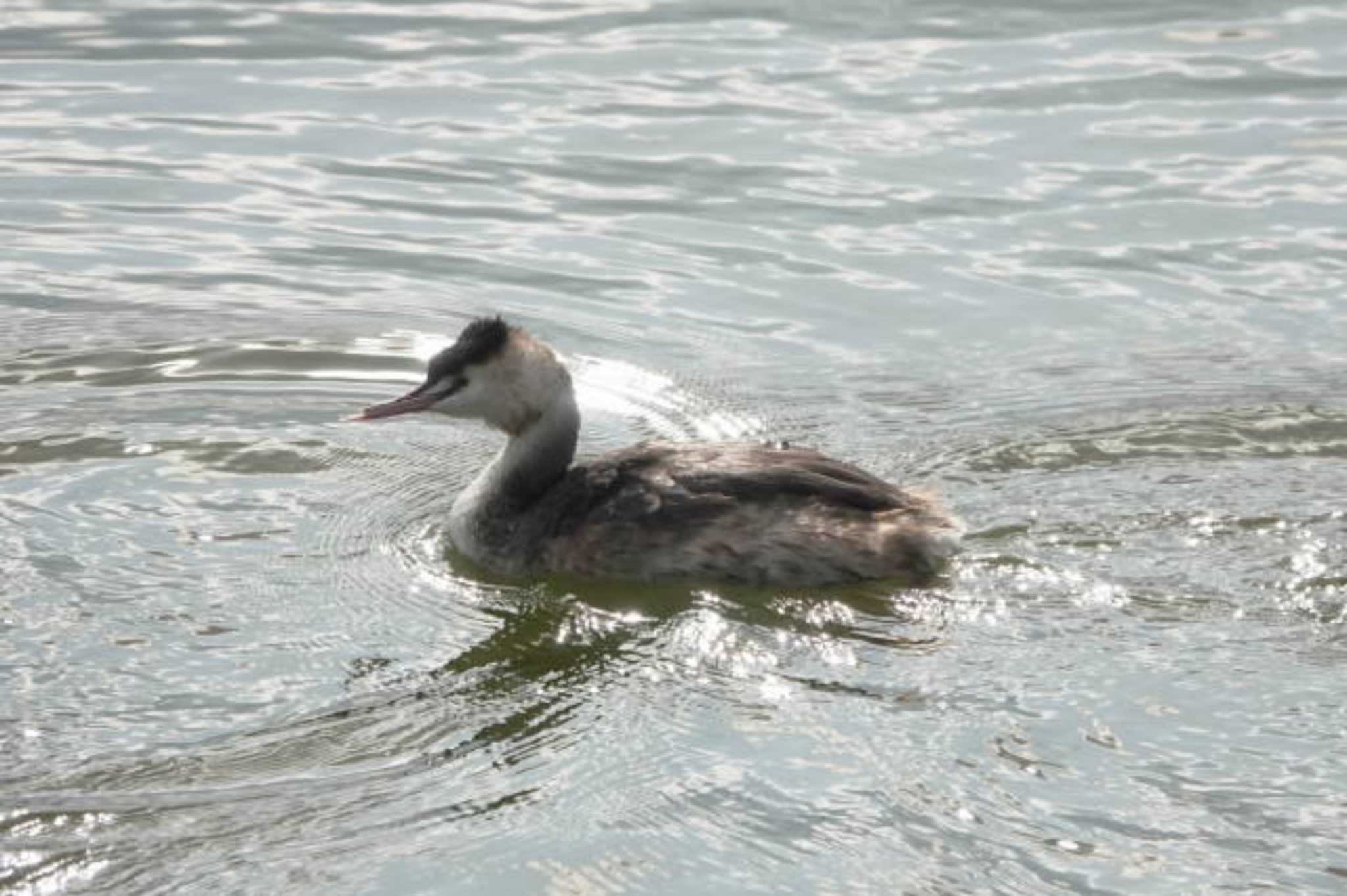 Great Crested Grebe