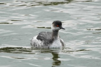 Black-necked Grebe 大濠公園 Sat, 3/9/2024