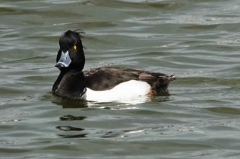 キンクロハジロ 大濠公園 2024年3月9日(土)