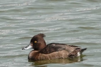 Tufted Duck 大濠公園 Sat, 3/9/2024