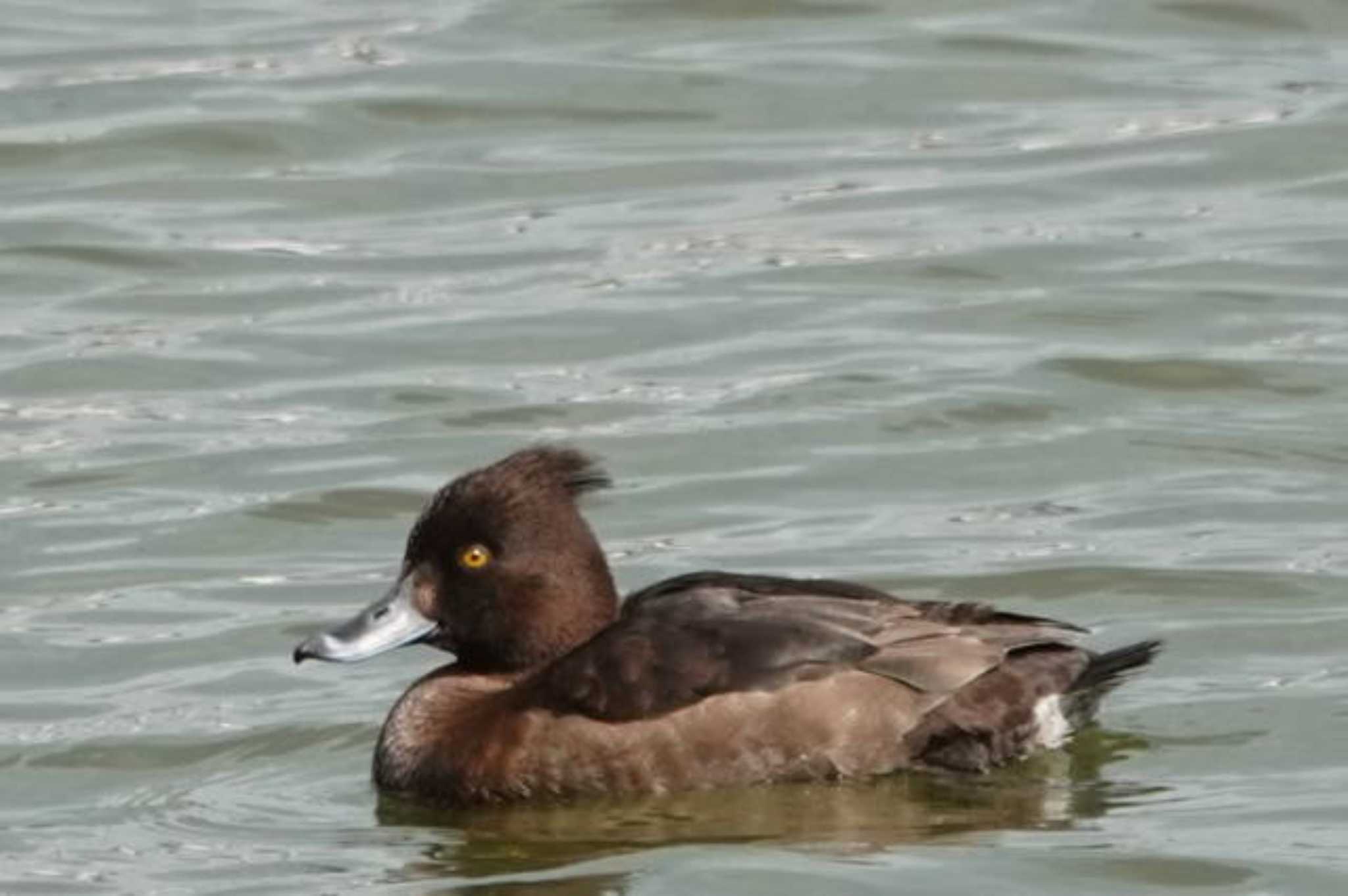 Tufted Duck