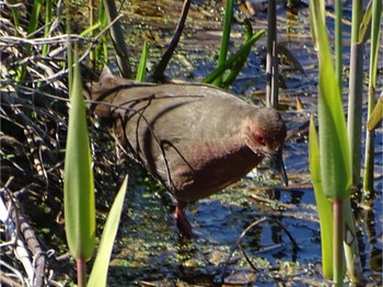 Ruddy-breasted Crake 境川遊水地公園 Sat, 3/9/2024