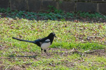 Eurasian Magpie Rheinaue Sat, 3/9/2024