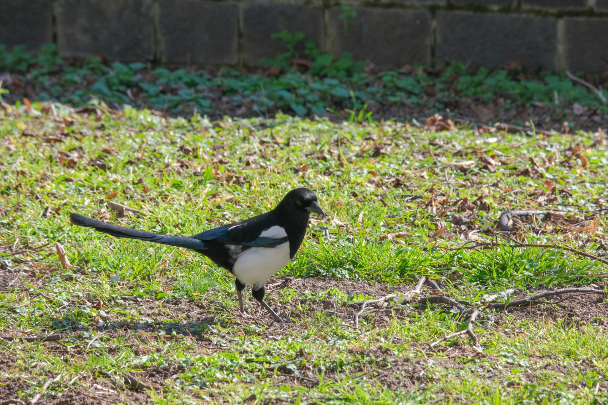 Photo of Eurasian Magpie at Rheinaue by hidebonn