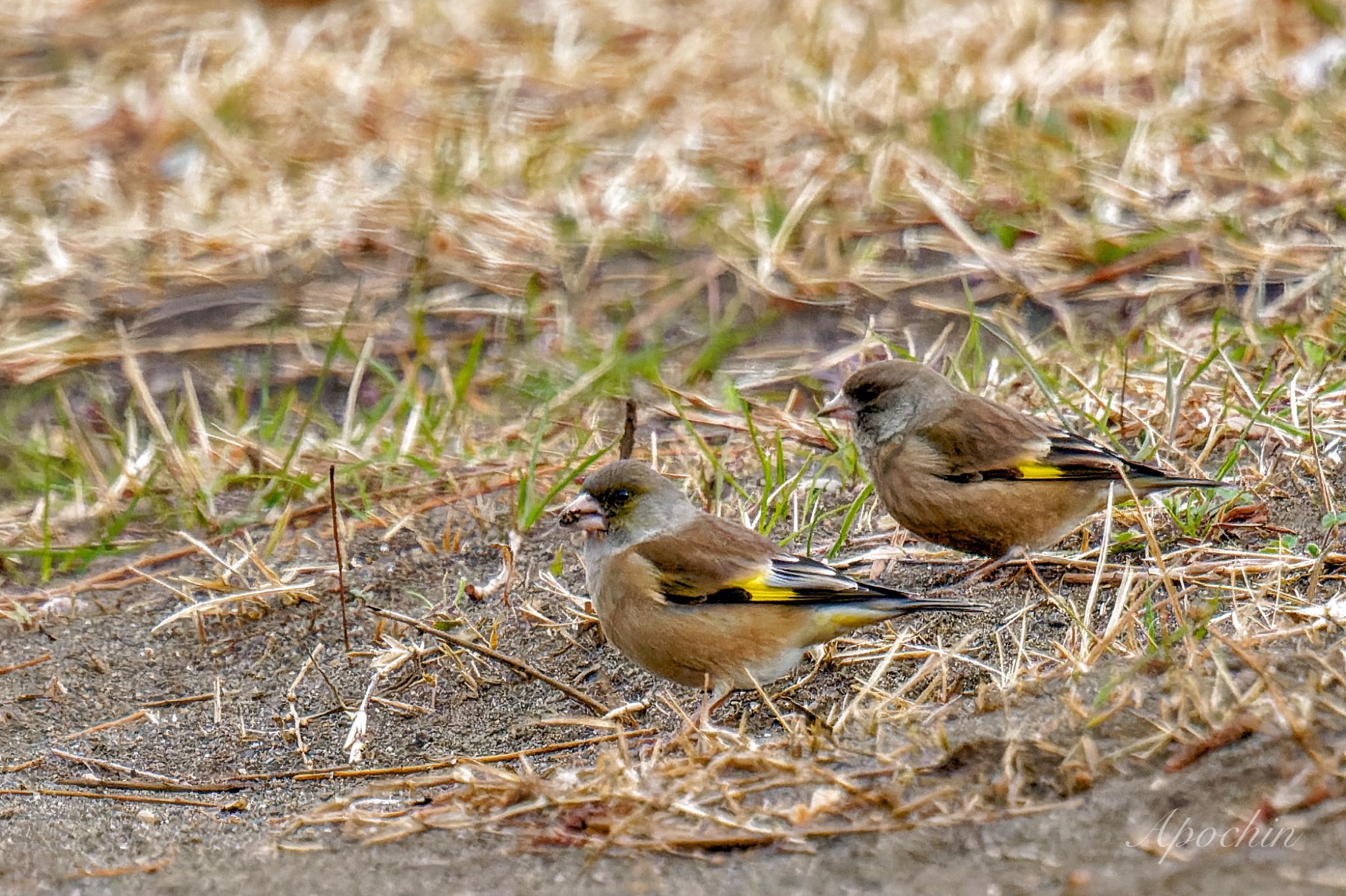 Grey-capped Greenfinch