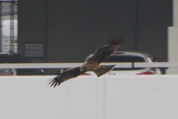 トビ 高島水際線公園 2018年12月7日(金)