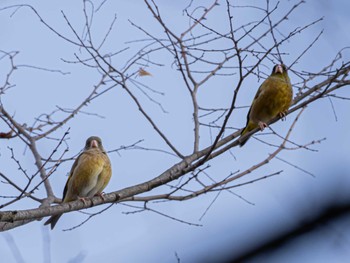 カワラヒワ ロクハ公園(滋賀県草津市) 2024年3月3日(日)