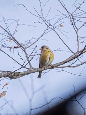 カワラヒワ ロクハ公園(滋賀県草津市) 2024年3月3日(日)