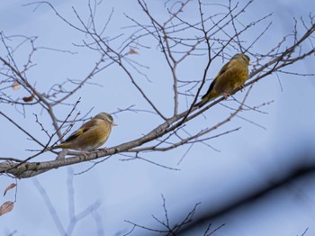 カワラヒワ ロクハ公園(滋賀県草津市) 2024年3月3日(日)