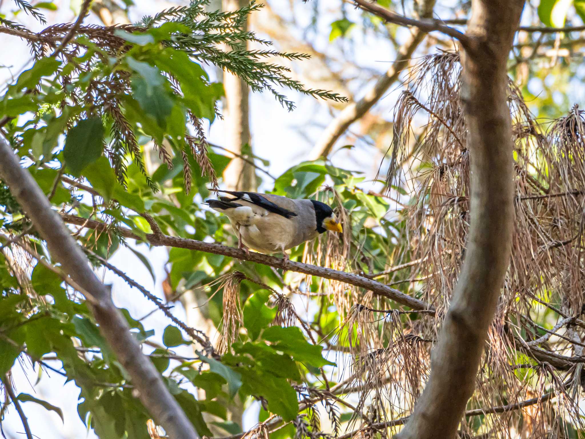 Japanese Grosbeak