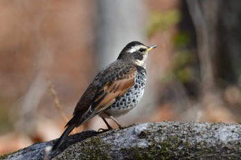 Dusky Thrush Showa Kinen Park Sat, 3/9/2024