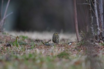 Olive-backed Pipit Showa Kinen Park Sat, 3/9/2024