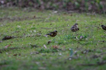 Grey-capped Greenfinch Showa Kinen Park Sat, 3/9/2024