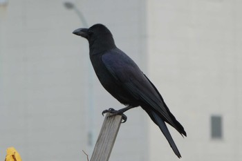 2018年12月7日(金) 高島水際線公園の野鳥観察記録