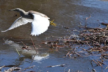 Chinese Pond Heron Teganuma Sat, 3/9/2024