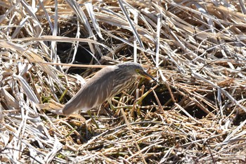 Chinese Pond Heron Teganuma Sat, 3/9/2024