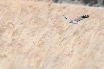 Hen Harrier Watarase Yusuichi (Wetland) Tue, 2/27/2024