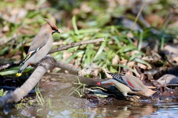 Bohemian Waxwing 東京都 Sat, 3/9/2024