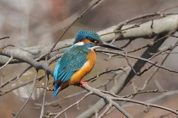 カワセミ 片倉城跡公園 2024年3月9日(土)