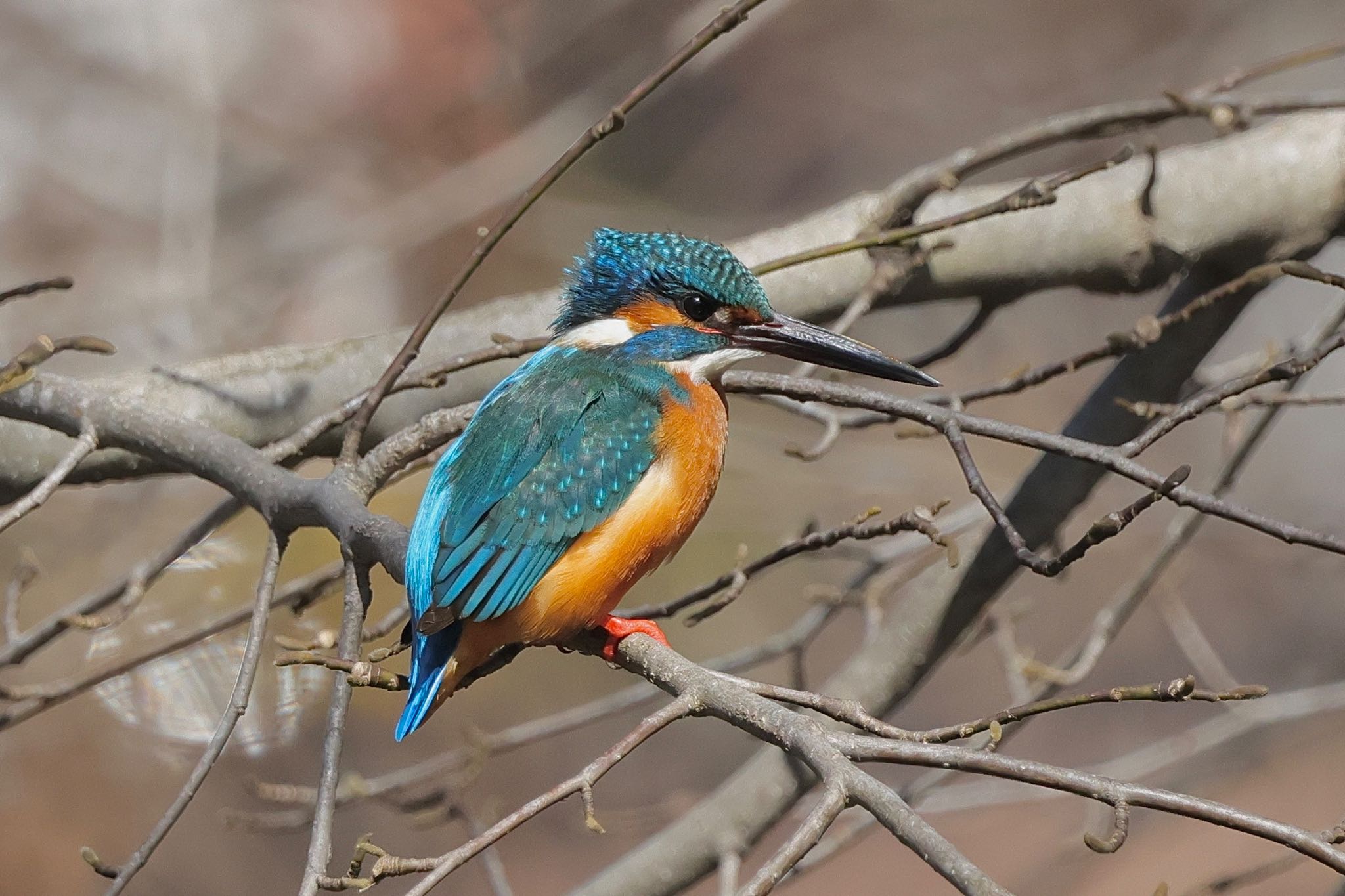 Common Kingfisher