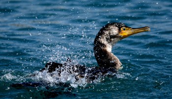 Japanese Cormorant 御前崎漁港 Sun, 3/3/2024