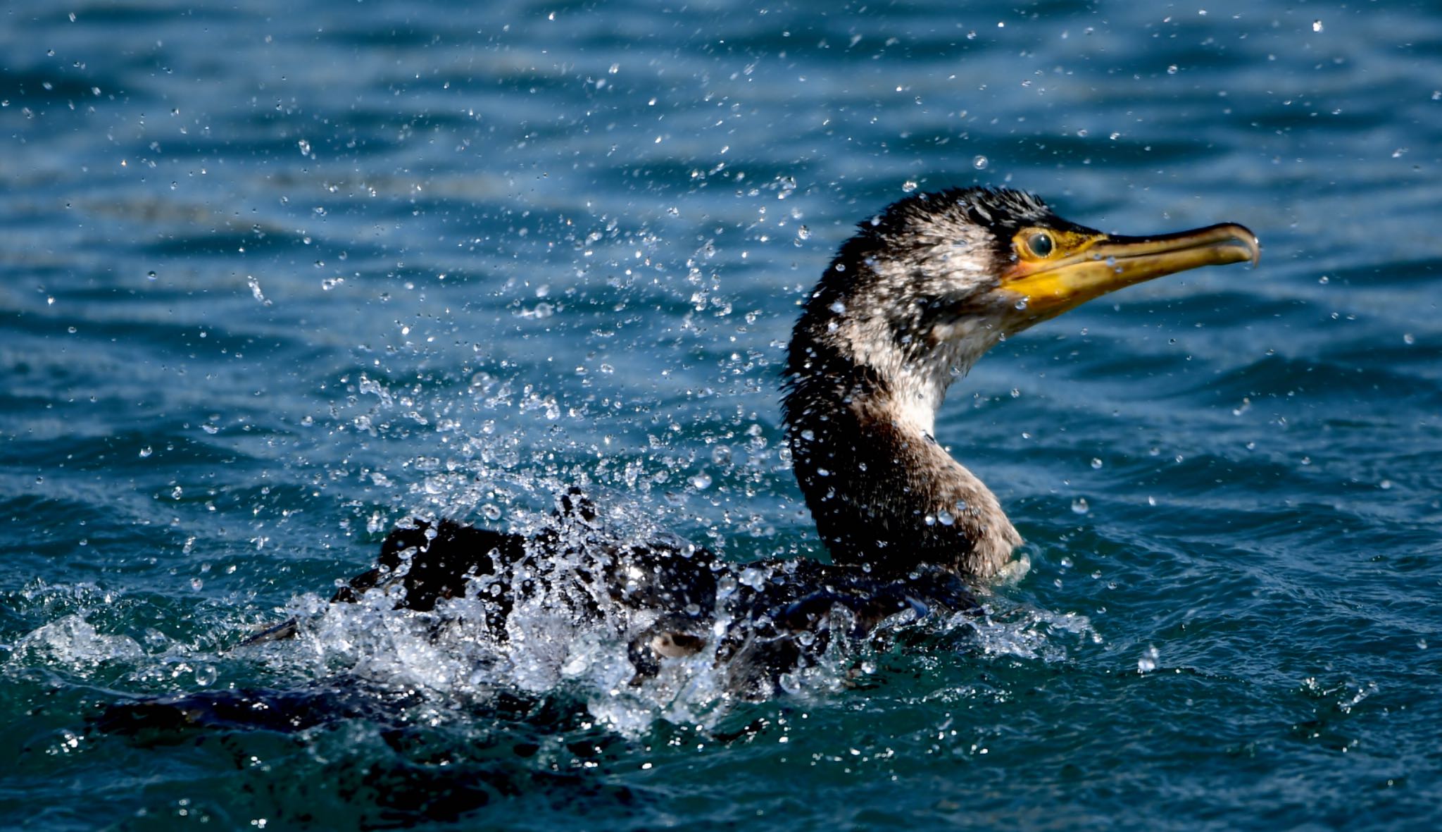 Photo of Japanese Cormorant at 御前崎漁港 by Taka Eri