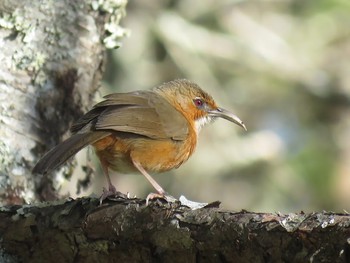 Rusty-cheeked Scimitar Babbler Doi Angkhang View Point Sun, 1/15/2017